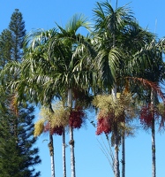 Fluffy fruity palms